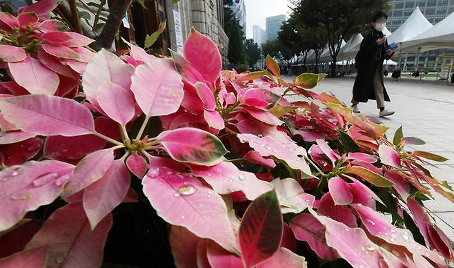 초겨울 날씨가 이어진 19일 오전 서울 중구 서울광장 앞 화단에 빗방울이 맺혀있다. 뉴스1
