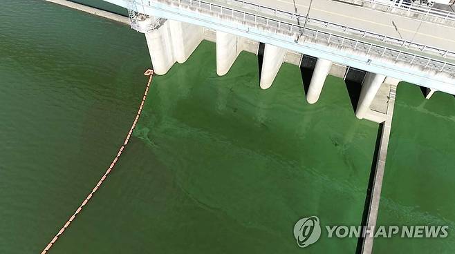 낙동강 창녕함안보 녹조 [먹는물부산시민네트워크 제공] ※ 사진은 기사 내용과 직접 관련 없습니다.