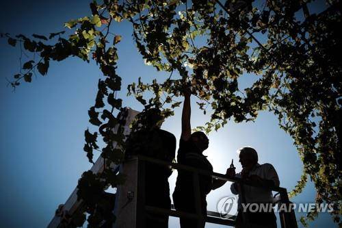 프랑스 보르도의 한 와인농장 [AFP=연합뉴스 자료사진. 재판매 및 DB 금지]