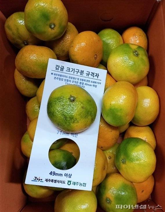 온라인을 통한 비상품 감귤 유통 현장. 제주 서귀포시가 코로나19로 비대면 거래가 증가하면서 저품질 감귤 거래 차단에 총력을 기울이고 있다. [서귀포시 제공]