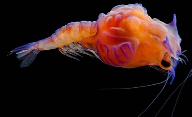 멕시코만 중층 원양대에서 채집한 심해새우 일종의 유생. 플로리다 국제대 제공.