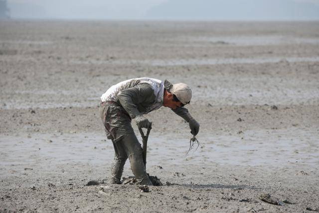어민이 가래를 이용해 갯벌에서 낙지를 잡고 있는 모습. 문화재청 제공