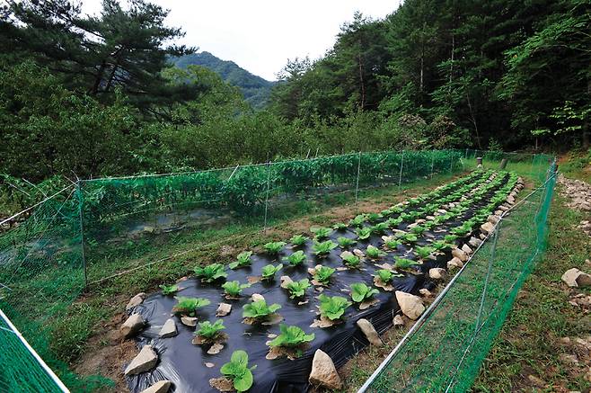 밭을 일구고 배추를 심었다. 마지막에 노루망을 둘렀다. 이곳 산촌에는 멧돼지와 노루 같은 야생동물이 워낙 많아 망을 설치하지 않으면 배추를 수확하기 어렵다.