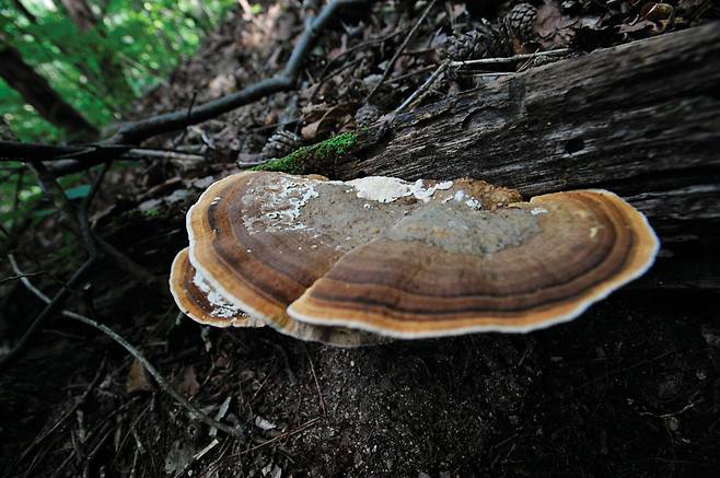 공작산에서 찾은 버섯들. 아직 버섯 철이 아니어서인지 식용 가능한 잘 알려진 버섯은 찾지 못했다. 버섯도 나름 숲을 치장하는 노리개처럼 하나하나가 묘하고 아름답다.
