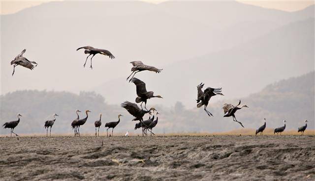 지난겨울 국내에서는 야생조류 234건, 가금류 109건 등 고병원성 조류인플루엔자(AI)가 최대 발생한 가운데 순천만을 찾은 흑두루미들이 우아하게 착지하고 있다.국립야생동물질병관리원 제공
