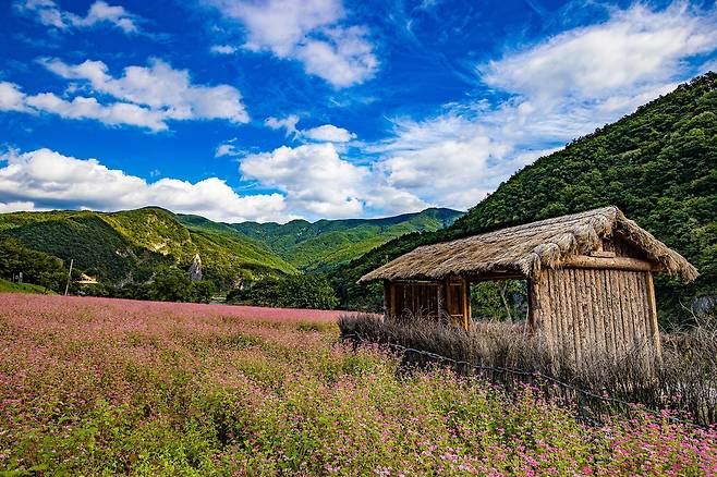 영월 먹골마을 붉은 메밀꽃밭 [영월군 제공.재판매 및 DB 금지]