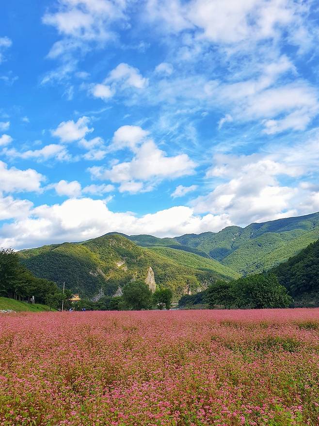 영월 먹골마을 붉은 메밀꽃밭 [영월군 제공.재판매 및 DB 금지]