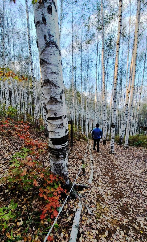 단풍 물든 자작나무숲 [촬영 이재현]