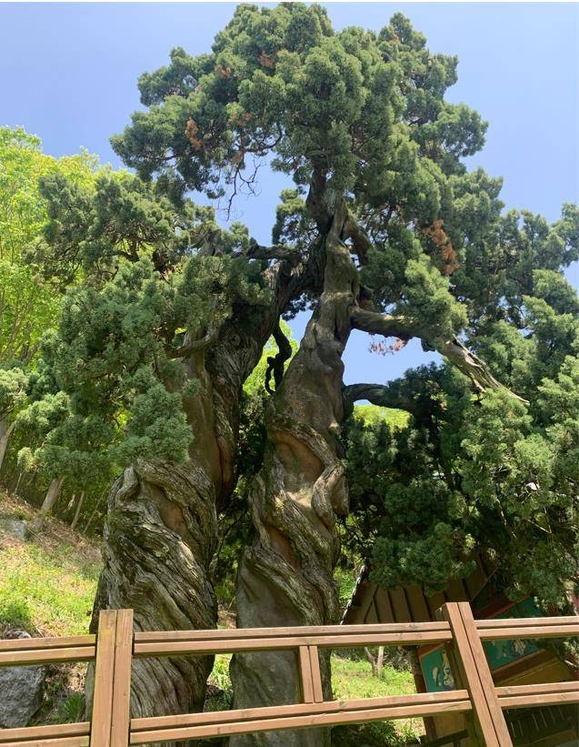 송광사 쌍향수 [전남도 제공·재판매 및 DB 금지]