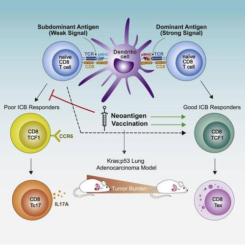 암 신생항원과 T세포 반응 [MIT 타일러 잭스 교수팀 저널 '셀' 논문 캡처 / 재판매 및 DB 금지]