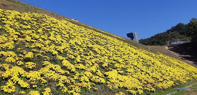 부항댐 국화꽃 만개 (사진=김천시 제공) *재판매 및 DB 금지