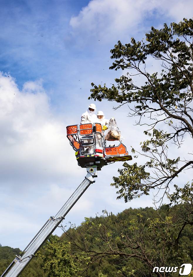 벌집제거 활동(전북소방본부 제공)2021.10.22/© 뉴스1