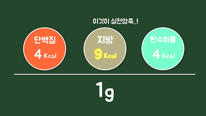 비만인 사람이 마른 사람보다 오랫동안 굶을 수 있을까? | 사물궁이 잡학지식