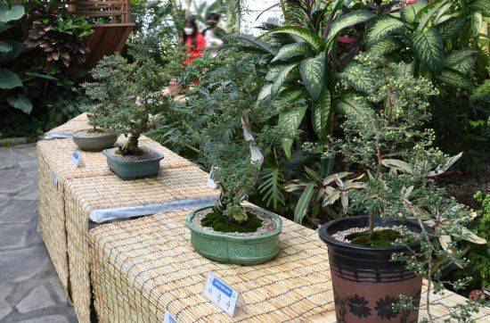 거창창포원 국화 분재 전시.