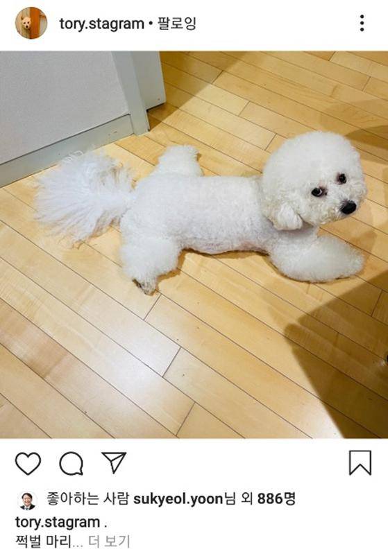 윤석열 전 검찰총장의 반려동물 계정 '토리스타그램'에 올라온 반려견 '마리'의 사진. "마리는 180도까지 가능"하다는 메시지로 '쩍벌' 논란을 언급했다. 인스타그램 캡처