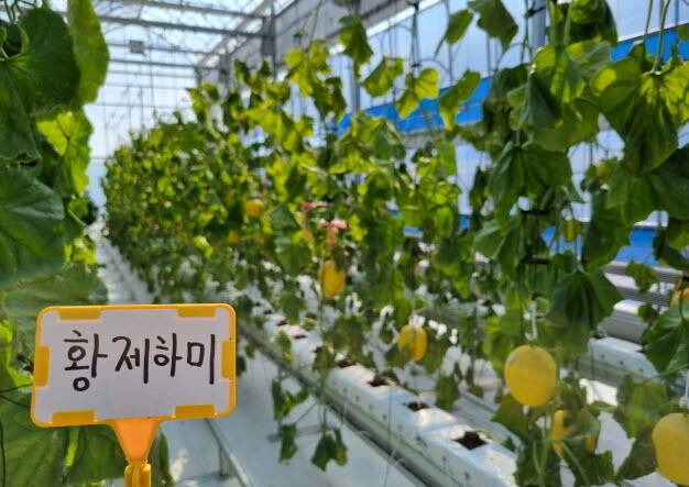 하미과 멜론 기호조사 품평. / 사진제공=화성시