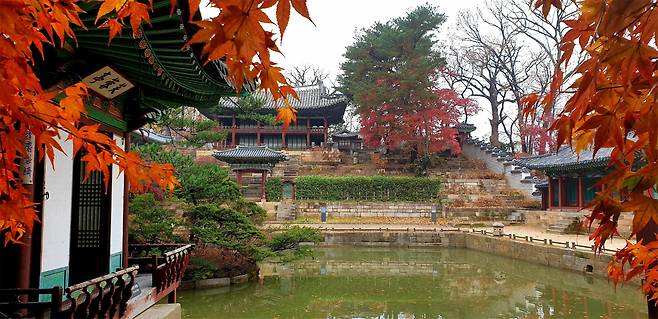 창덕궁 부용정의 단풍