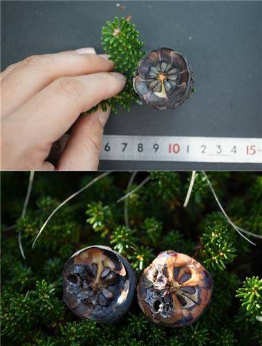 정상적인 구과(위)와 해충 피해를 본 구과 [국립산림과학원 제공. 재판매 및 DB 금지]