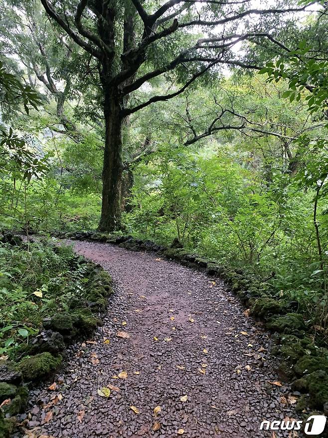 비자림 탐방로에 깔린 화산송이© 뉴스1