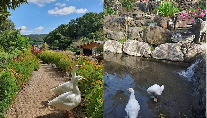 카페벨리 인스타그램