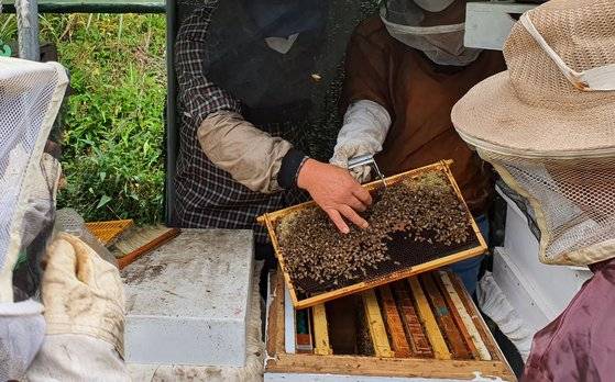 경기도 화성 소재 양봉장 꿀벌들. 강주안 기자