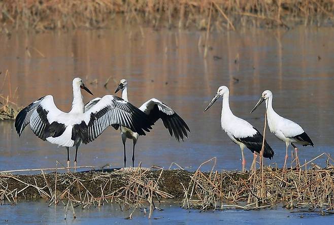 2018년 12월 화포천 습지에서 발견된 야생 황새 4마리   -