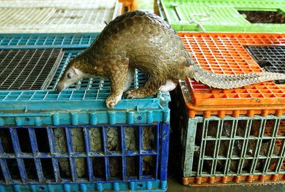 지난 2002년 8월 말레이시아 쿠알라룸푸르 야생동물 보호 당국에 의해 압수된 천산갑. 말레이시아 천산갑은 해외에 요리용이나 의약품으로 거래됐지만, 멸종위기에 처한 야생 동식물의 국제무역에 관한 협약(CITES)에 따라 보호종으로 분류된다. 천산갑은 박쥐에 있던 신종 코로나바이러스(코로나19)를 사람에게 옮긴 경로라는 주장도 제기된 바 있다. AFP=연합뉴스