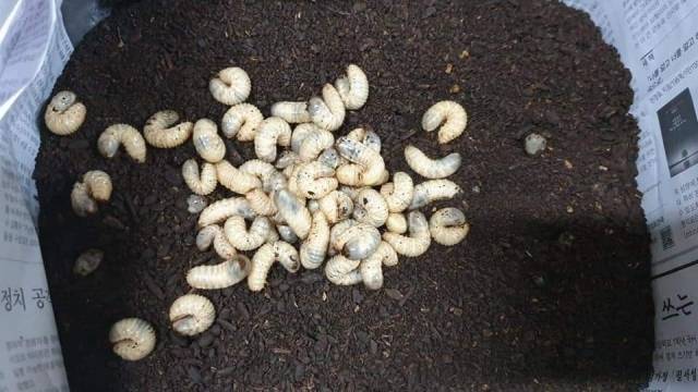 인천 옹진군 북도면의 청정지역에서 생산된 굼벵이. 김용환씨 페이스북 캡처