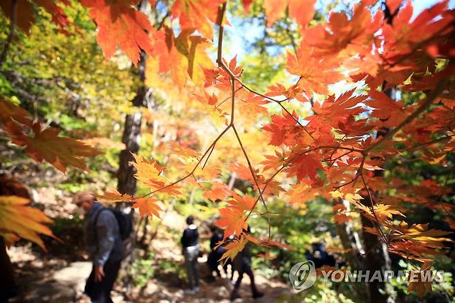 휴일 설악산 단풍산행 (양양=연합뉴스) 이종건 기자 = 휴일인 24일 단풍이 물들어가는 설악산 주전골을 찾은 등산객들이 산행을 즐기고 있다. 2021.10.24 momo@yna.co.kr