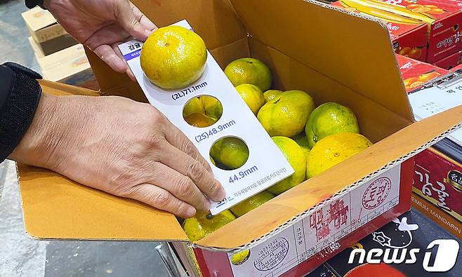 직경이 71㎜가 넘는 비상품 감귤이 '대과'라는 표기로 수도권의 한 농산물 도매시장에서 불법 유통되고 있다.© 뉴스1