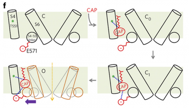 온도수용체 TRPV1은 막단백질로 막을 관통하는 나선인 S6가 통로의 벽을 이루고 있다(이온통로는 TRPV1 네 분자가 모인 복합체이지만 그림에서는 두 분자만 묘사했다). 고추를 먹으면 캡사이신 분자(CAP)가 S4 나선에 있는 아미노산 트레오닌(T551)과 상호작용하며(위 오른쪽) 이어서 S4-S5 연결 부분에 있는 아미노산 글루탐산(E571)과도 상호작용해(아래 오른쪽) S6을 끌어당겨 통로가 열리며 칼슘이온이 통과해(노란 점선 화살표) 신호가 발생한다(아래 왼쪽). 새의 TRPV1은 두 아미노산 모두 알라닌이라 캡사이신과 이런 상호작용을 하지 못한다. ‘네이처화학생물학’ 제공