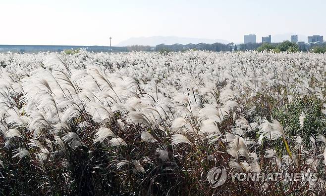 부산 낙동강변 억새 은빛 물결    (부산=연합뉴스) 강덕철 기자 = 완연한 가을 날씨를 보인 26일 오후 부산 사상구 삼락생태공원 낙동강 변에 은빛 물결로 출렁이는 억새로 장관을 연출하고 있다. 2021.10.26 kangdcc@yna.co.kr