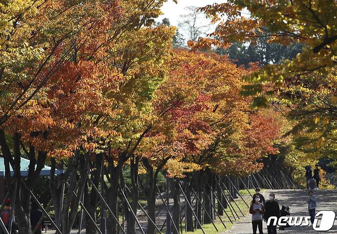 완연한 가을 날씨를 보이는 25일 오후 울산 남구 문수체육공원을 찾은 시민들이 울긋불긋 물들어가는 단풍을 보며 가을 분위기를 즐기고 있다. 2021.10.25/뉴스1 © News1 윤일지 기자