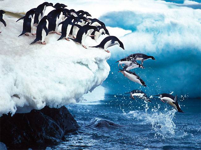 바다에 뛰어들기를 주저하는 펭귄 가운데 이를 뚫고 과감히 뛰어드는 펭귄을 일명 ‘퍼스트 펭귄’이라고 한다. 사진 셔터스톡