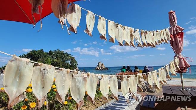 파란 하늘과 바다, 그리고 오징어 [촬영 유형재]