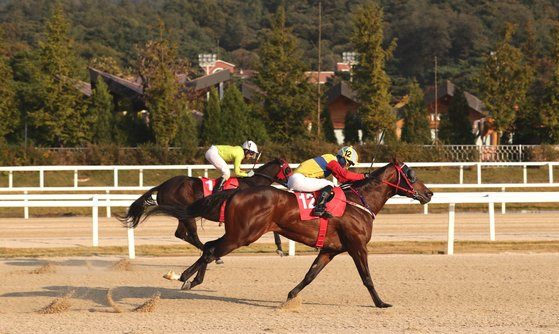 지난 24일 SBS스포츠 스프린트 우승으로 7연승 행진중인 어마어마와 함께 호흡맞춘 문세영 기수.