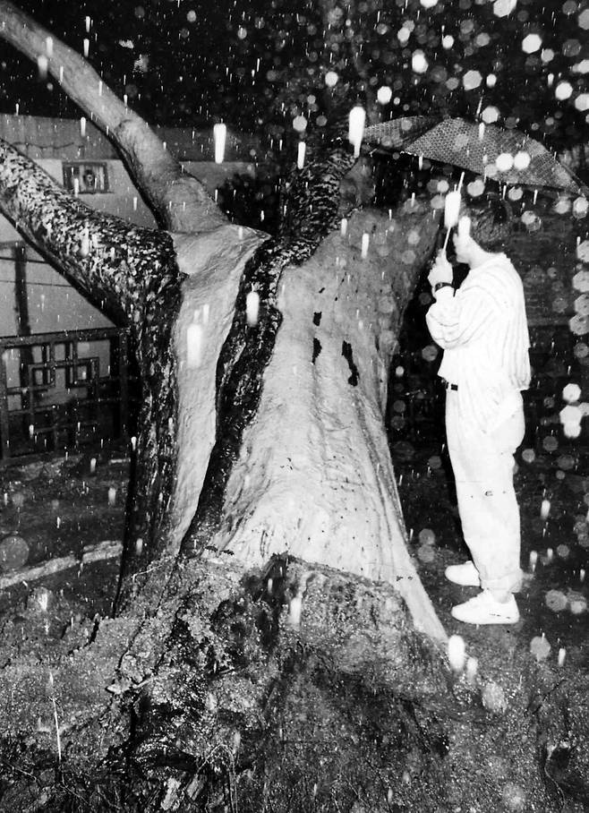 1990년 큰비와 강풍으로 쓰러진 백송.