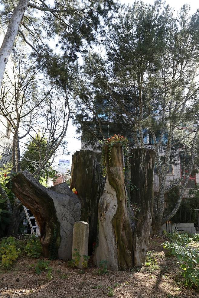 현재 밑동만 남아 있는 백송.