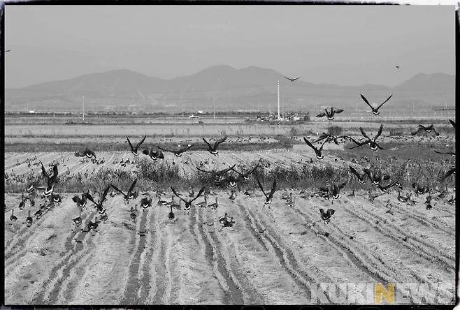 교동도는 일반 섬과는 달리 넓은 면적의 간척지가 있어 논 농사를 많이 짓는다. 매년 가을이면 기러기와 오리를 비롯해 수많은 철새들이 찾아와 겨울을 보낸다.