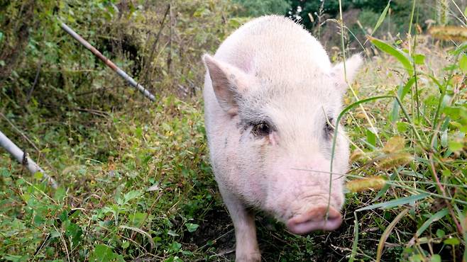 생추어리에서 흙을 밟고 풀을 먹으며 돌아다니던 잔디./사진=이주아 머니투데이 PD