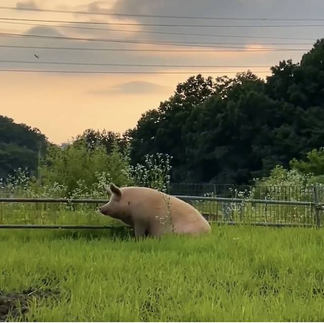 노을지는 하늘 아래 있는 새벽이./사진=새벽이생추어리