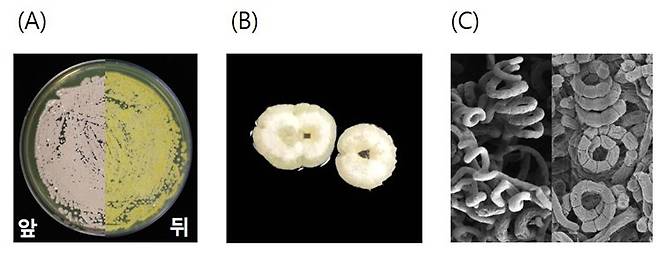 이번에 새로 발견된 자생 방선균인 '스트렙토마이세스 뮤리누스 JS029'. A는 한천배지에서 자라는 모습, B는 콜로니 사진, C는 주사전자현미경 포자 관찰 사진. 자료 국립생물자원관