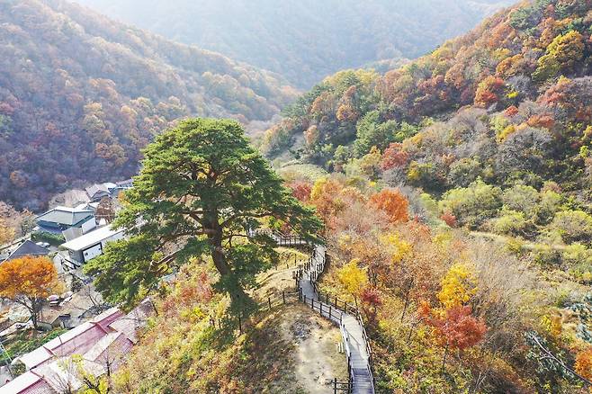 전북 남원 와운마을의 천년송. 드라마 '지리산'에서 전지현과 주지훈이 늦은 밤 담소를 나누던 장소다. 사진 남원시