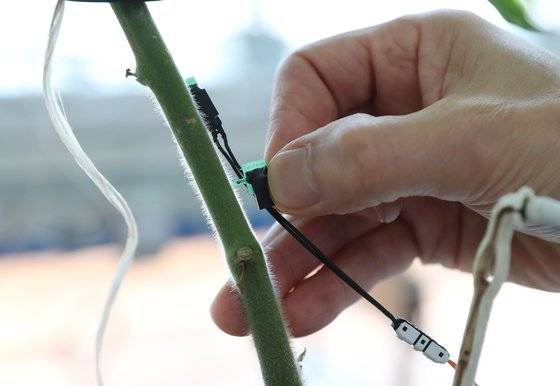 방울토마토의 줄기에 꽂아 생체정보를 수집하는 초소형 센서. 우상조 기자