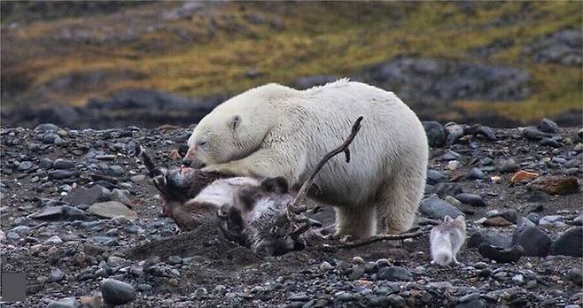 A young female polar bear feasts on a fully grown male reindeer. An arctic fox can be seen on the righthand side looking for scraps. (provided by P. Nowosad and P. Ulandowska-Monarcha)