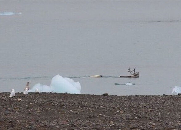 Chasing and hunting the reindeer into the sea appears to be a method of preventing overheating for the polar bear. (provided by I. Kulaszewicz and P. Ulandowska-Monarcha)