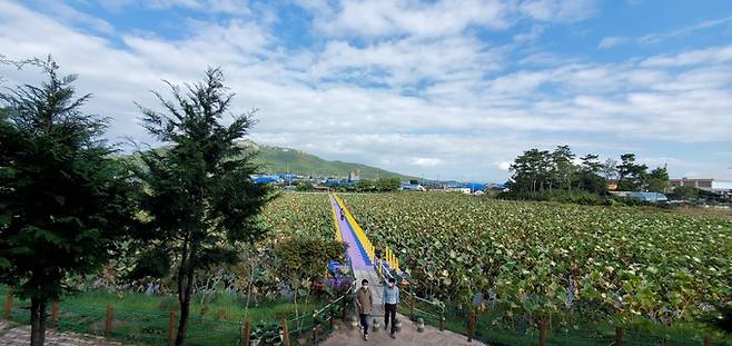 용연방죽에 연꽃이 가득하다