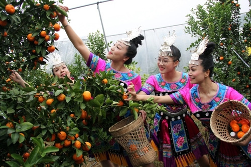 Picking Lipu sugar oranges