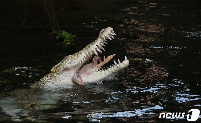 바다 악어가 닭을 먹고 있는 모습. © AFP=뉴스1 © News1 노선웅 기자