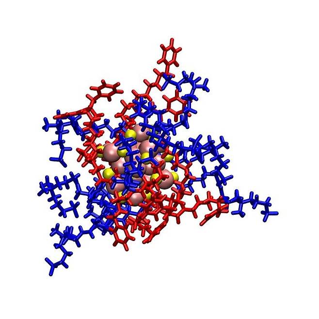 금 나노클러스터 구조 '쌍성 이온' 리간드(청색)와 양전하 리간드(적색)가 티올 분자(노란색)를 거쳐 금 나노클러스터(갈색ㆍAu25)와 결합해 있다.
[영국 리즈대 제공 / 재판매 및 DB 금지]